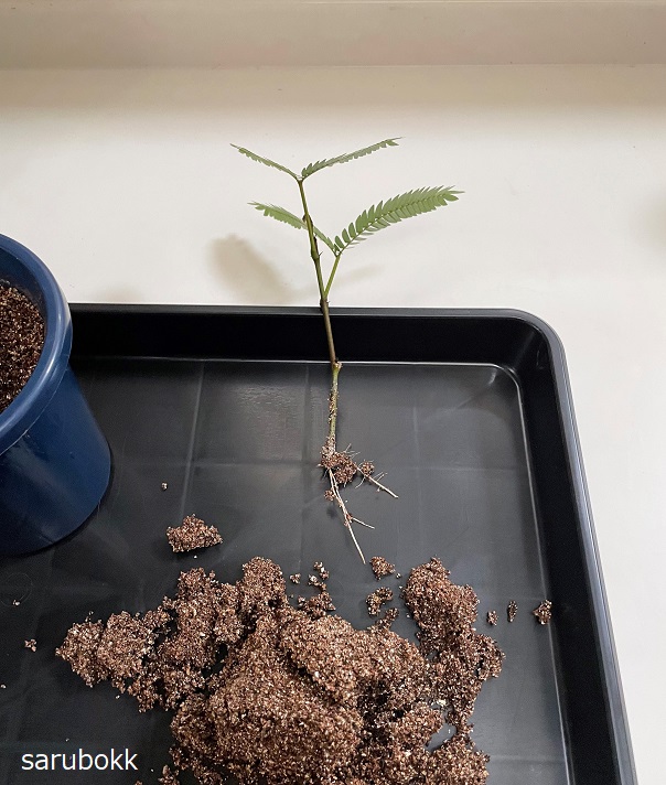 エバーフレッシュの挿し木に成功 ｓａｒｕｂｏｋｋ サルボック