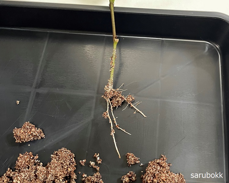 エバーフレッシュの挿し木に成功 ｓａｒｕｂｏｋｋ サルボック